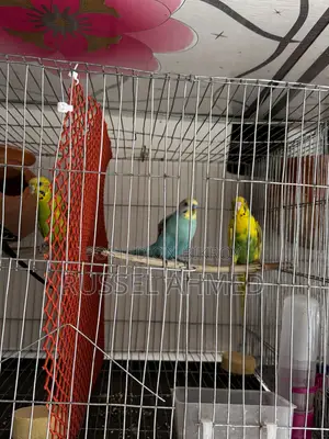 Budgie Running Pair