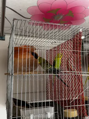 Budgie Running Pair