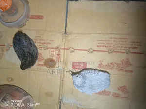 King Quail 1 pair for sale (New Adult)