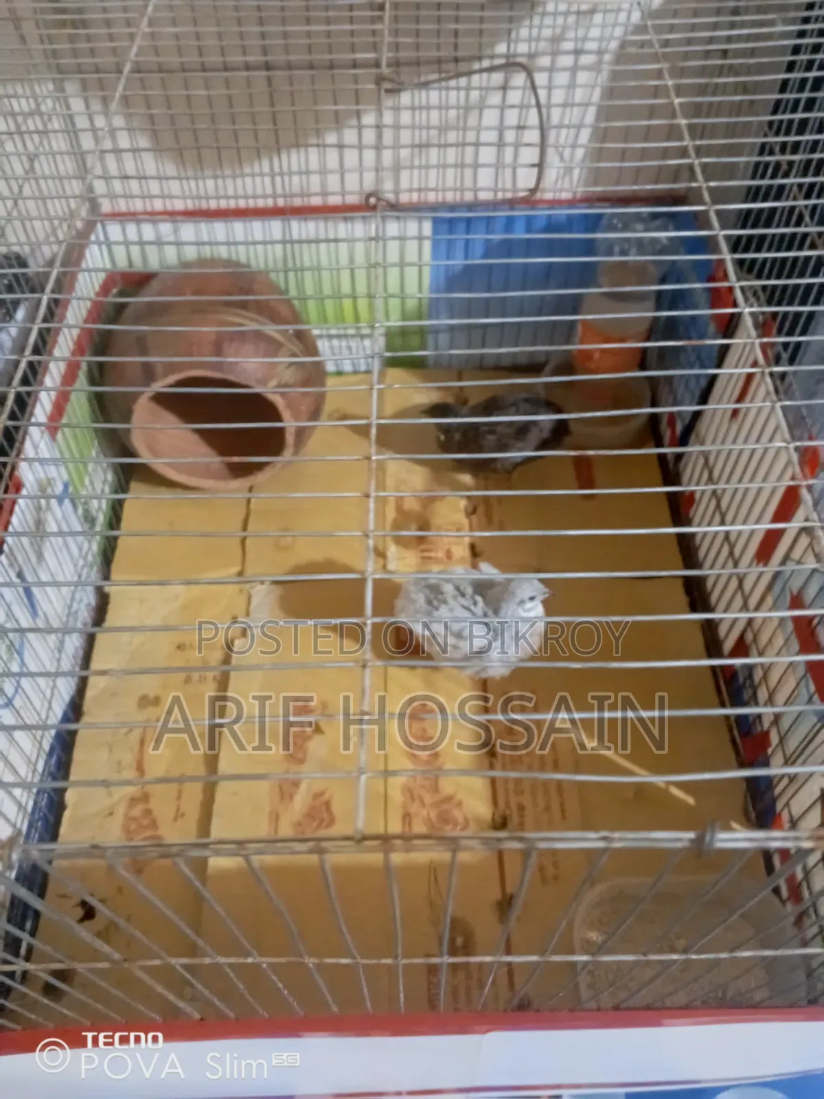 King Quail 1 pair for sale (New Adult)