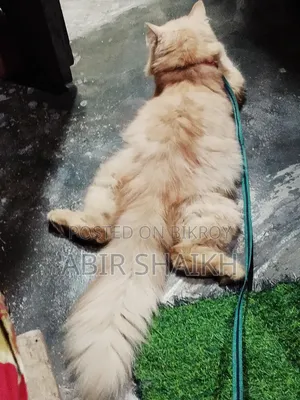 ৬-১২ মাস বয়সী পুরুষ পিওরব্রেড পার্সিয়ান