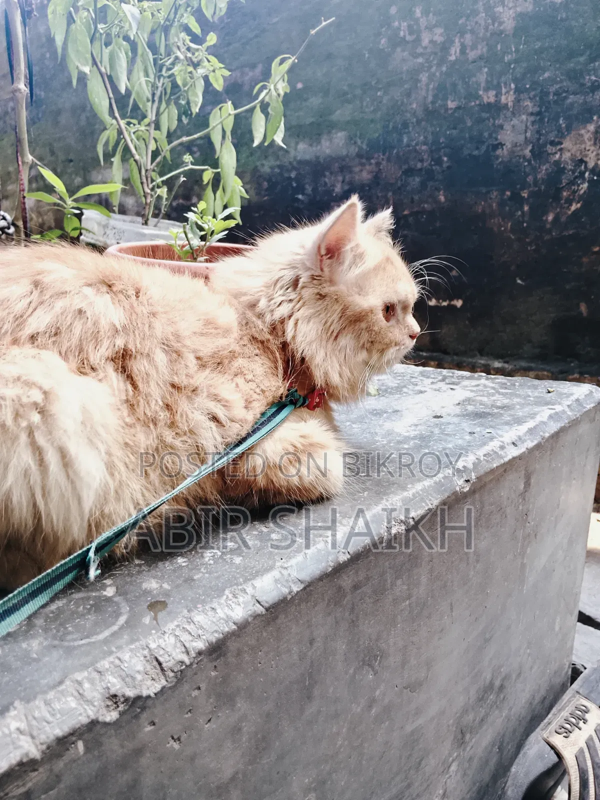 ৬-১২ মাস বয়সী পুরুষ পিওরব্রেড পার্সিয়ান