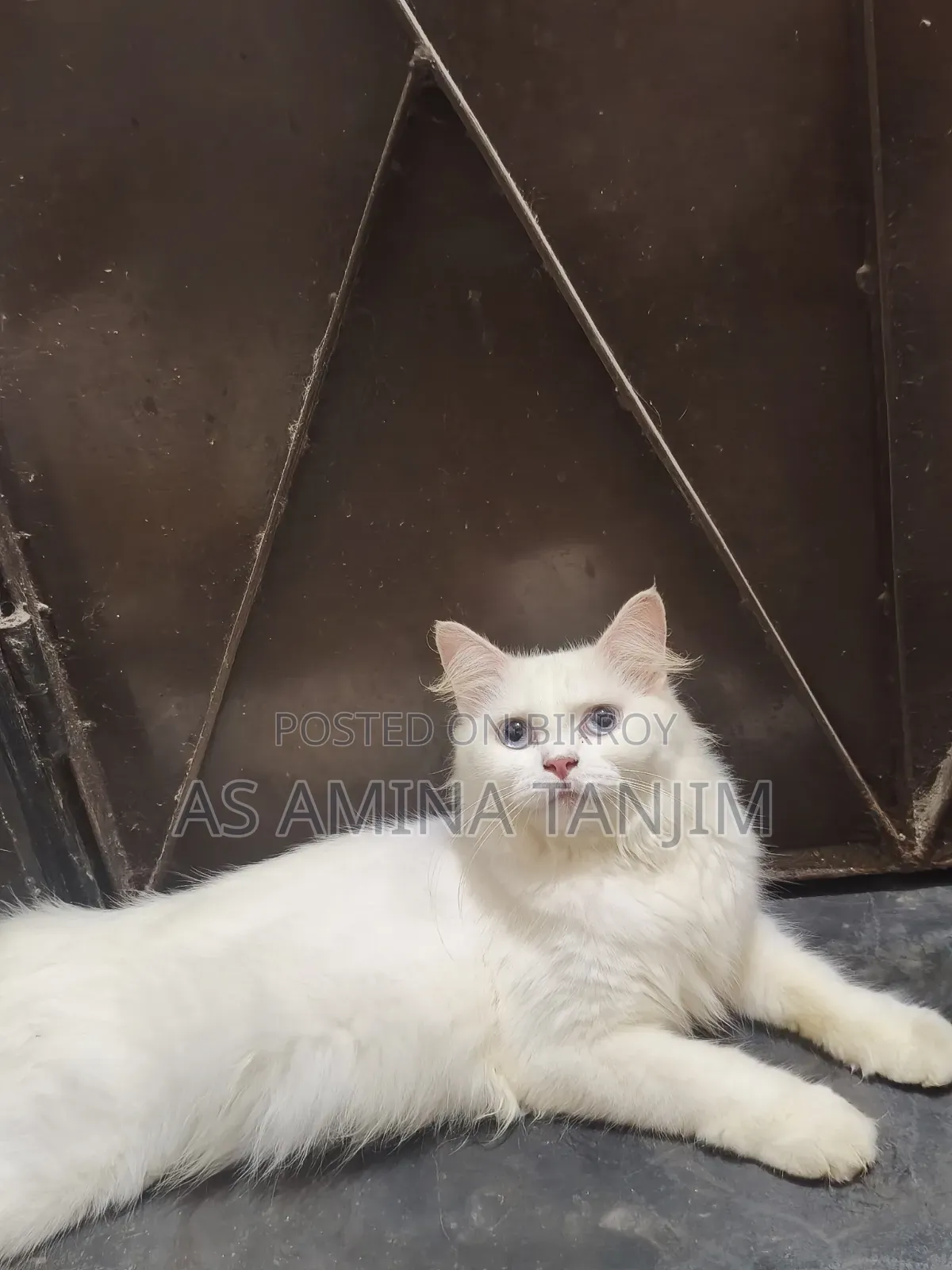 ১+ বছরের ফিমেল পিওরব্রেড পার্সিয়ান