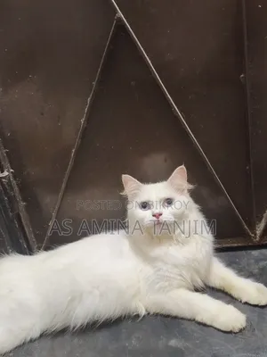 ১+ বছরের ফিমেল পিওরব্রেড পার্সিয়ান