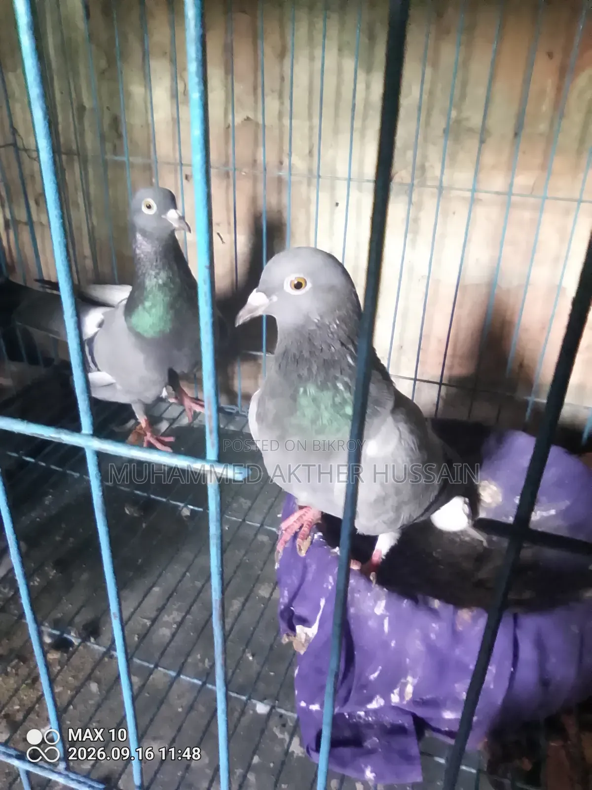 3 Pairs of Shirazi and 12 Pairs of Racer Pigeons for Urgent Sale