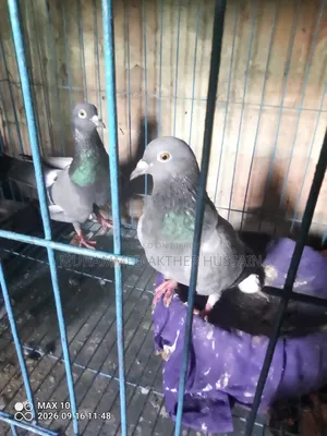 3 Pairs of Shirazi and 12 Pairs of Racer Pigeons for Urgent Sale