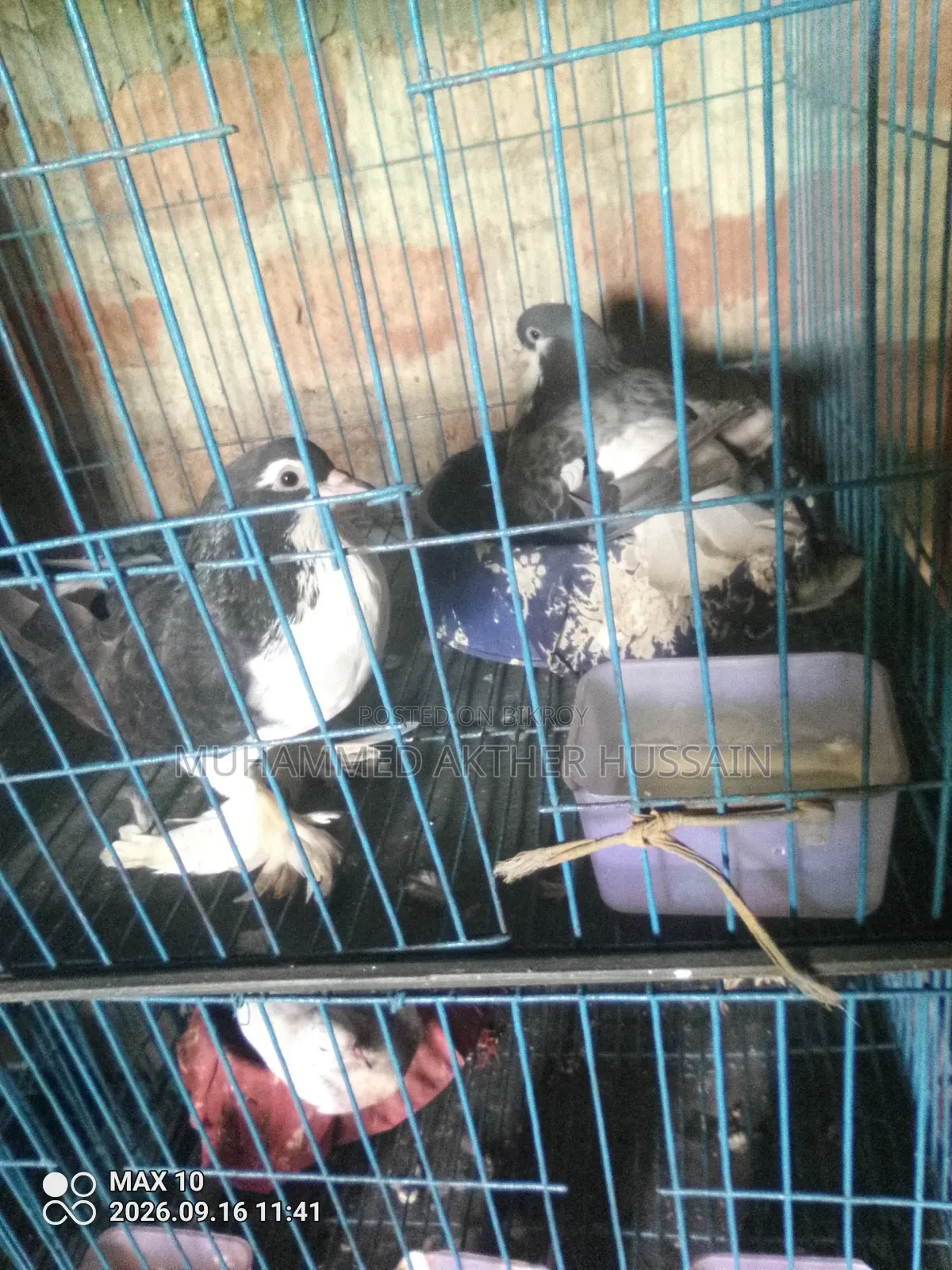 3 Pairs of Shirazi and 12 Pairs of Racer Pigeons for Urgent Sale