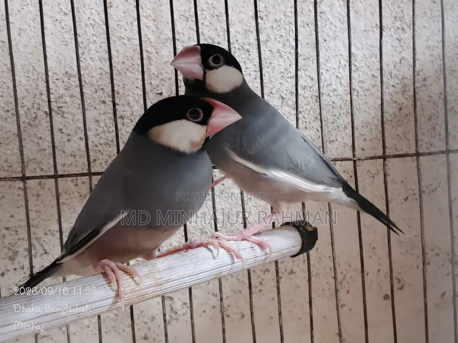 Bird Sale