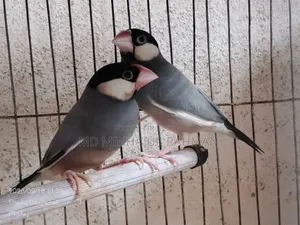 Bird Sale