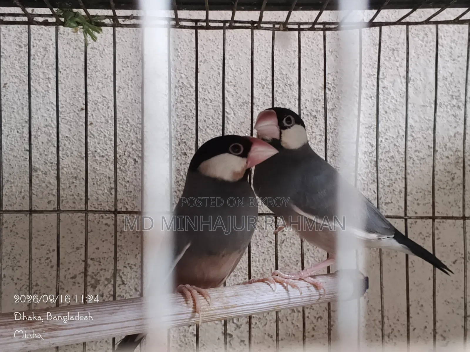 Bird Sale