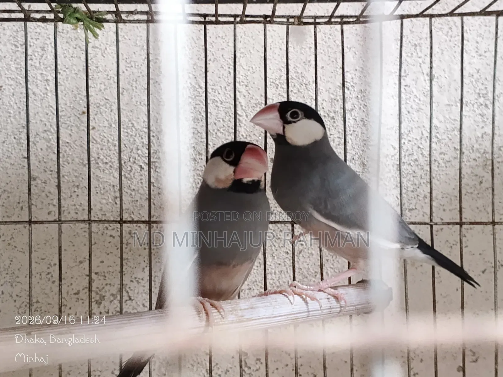 Bird Sale