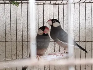 Bird Sale