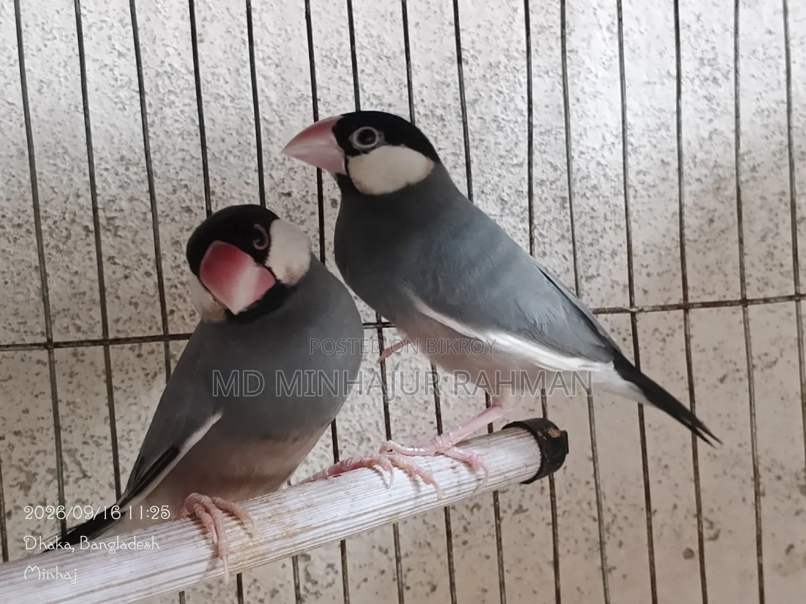 Bird Sale
