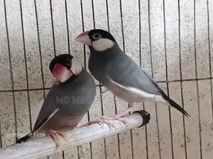 Bird Sale