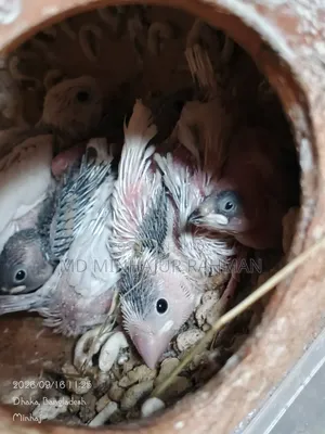 Bird Sale