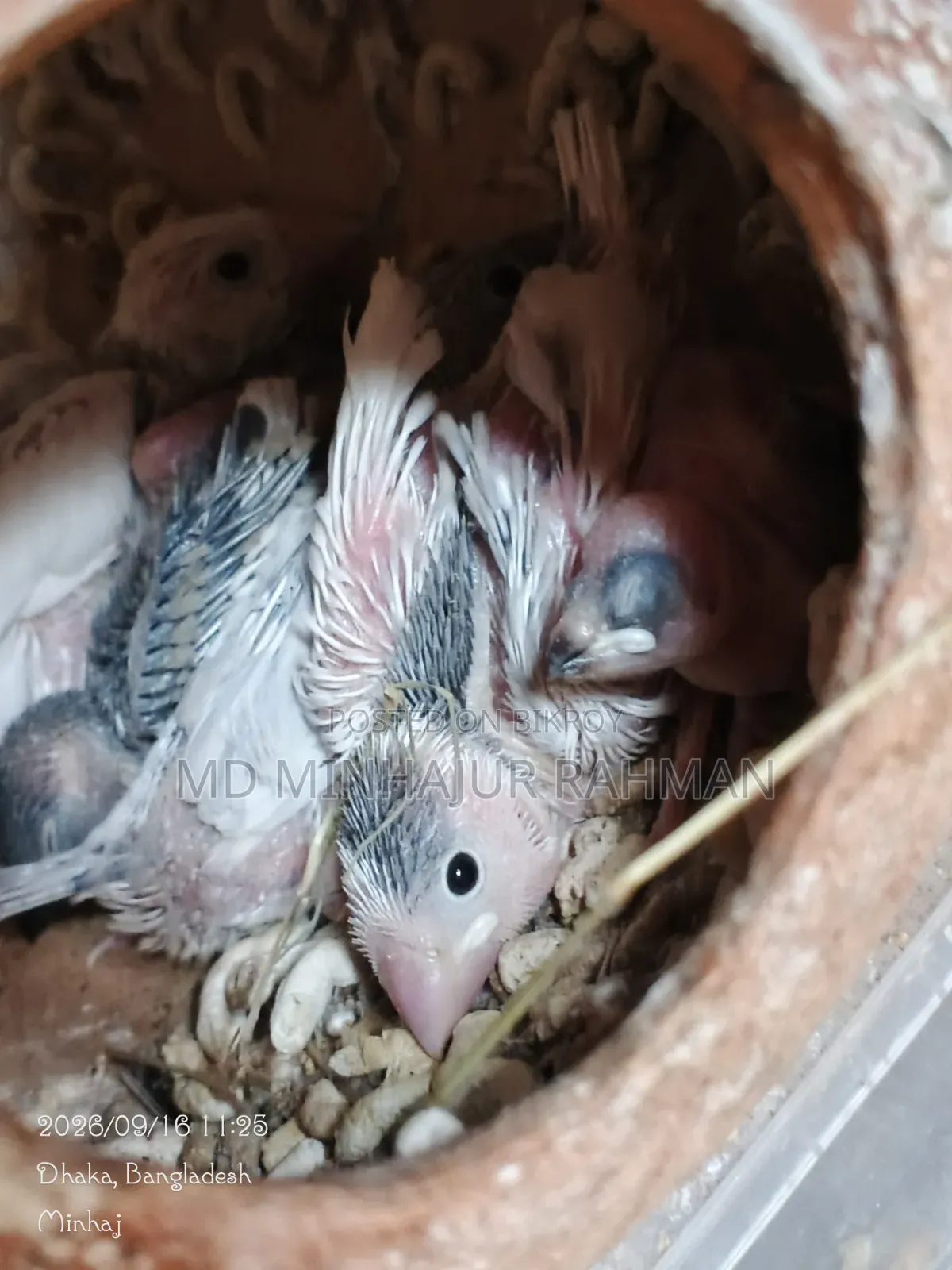 Bird Sale