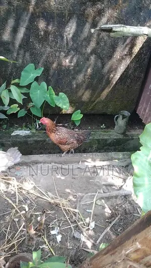 1 Deshi Cock, 1 Deshi Hen