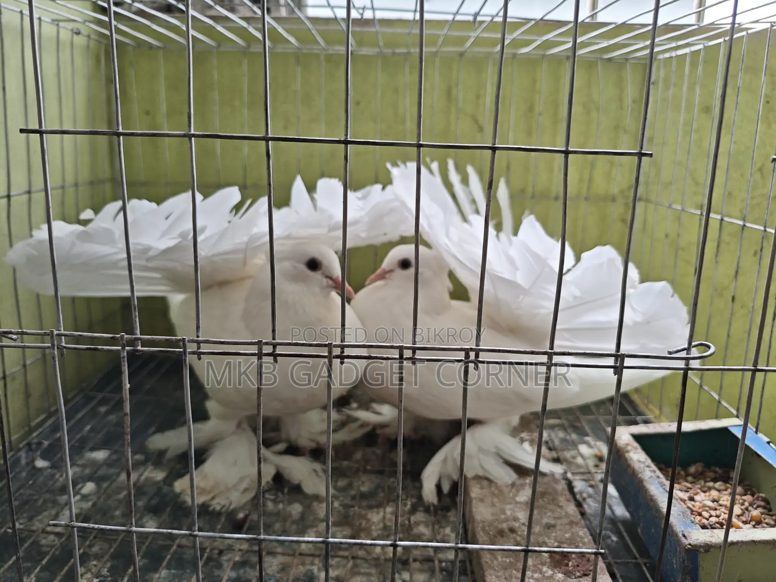 Mayurpankhi Pigeon