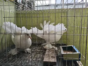 Mayurpankhi Pigeon