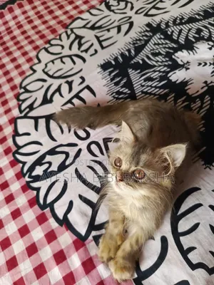 1-3 Months Female Purebred Persian Cat