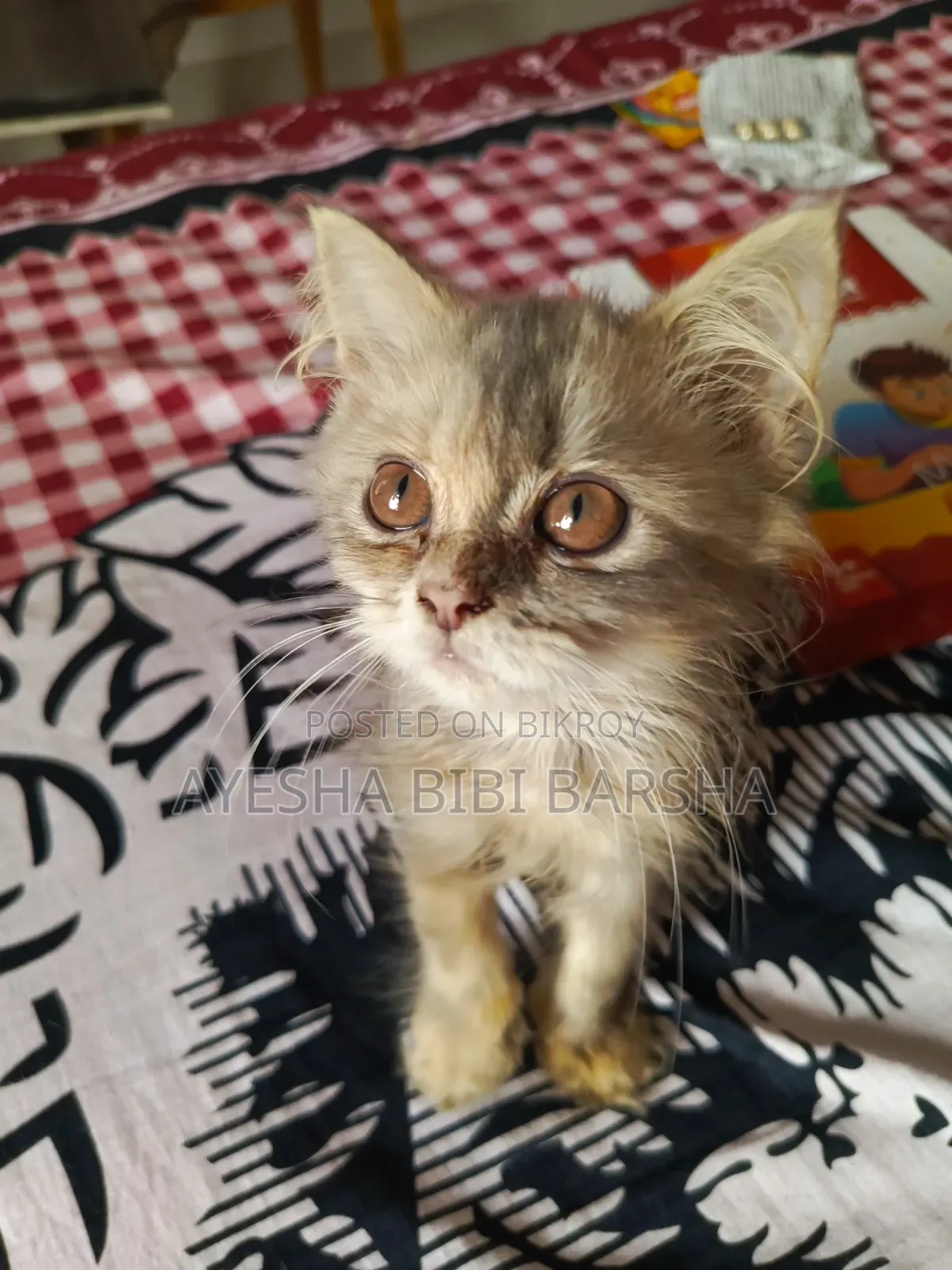 1-3 Months Female Purebred Persian Cat