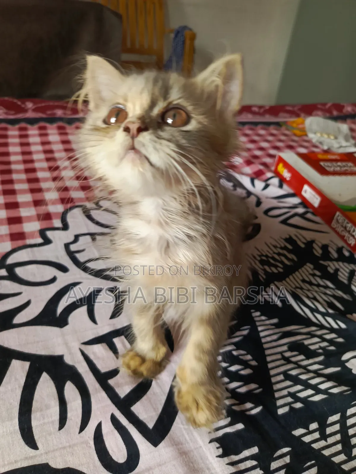 1-3 Months Female Purebred Persian Cat