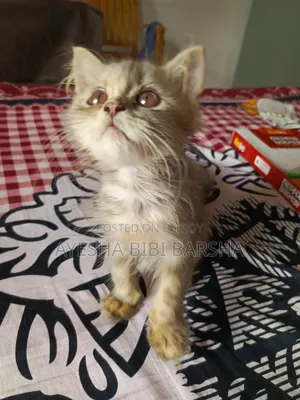 1-3 Months Female Purebred Persian Cat