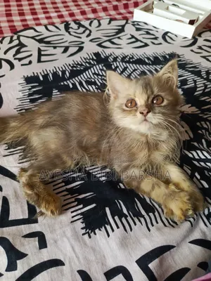 1-3 months Female Purebred Persian