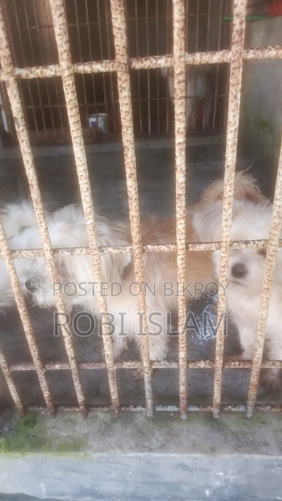 6-12 months Male Purebred Shih Tzu