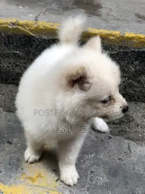 1-3 months Male Purebred Japanese Spitz
