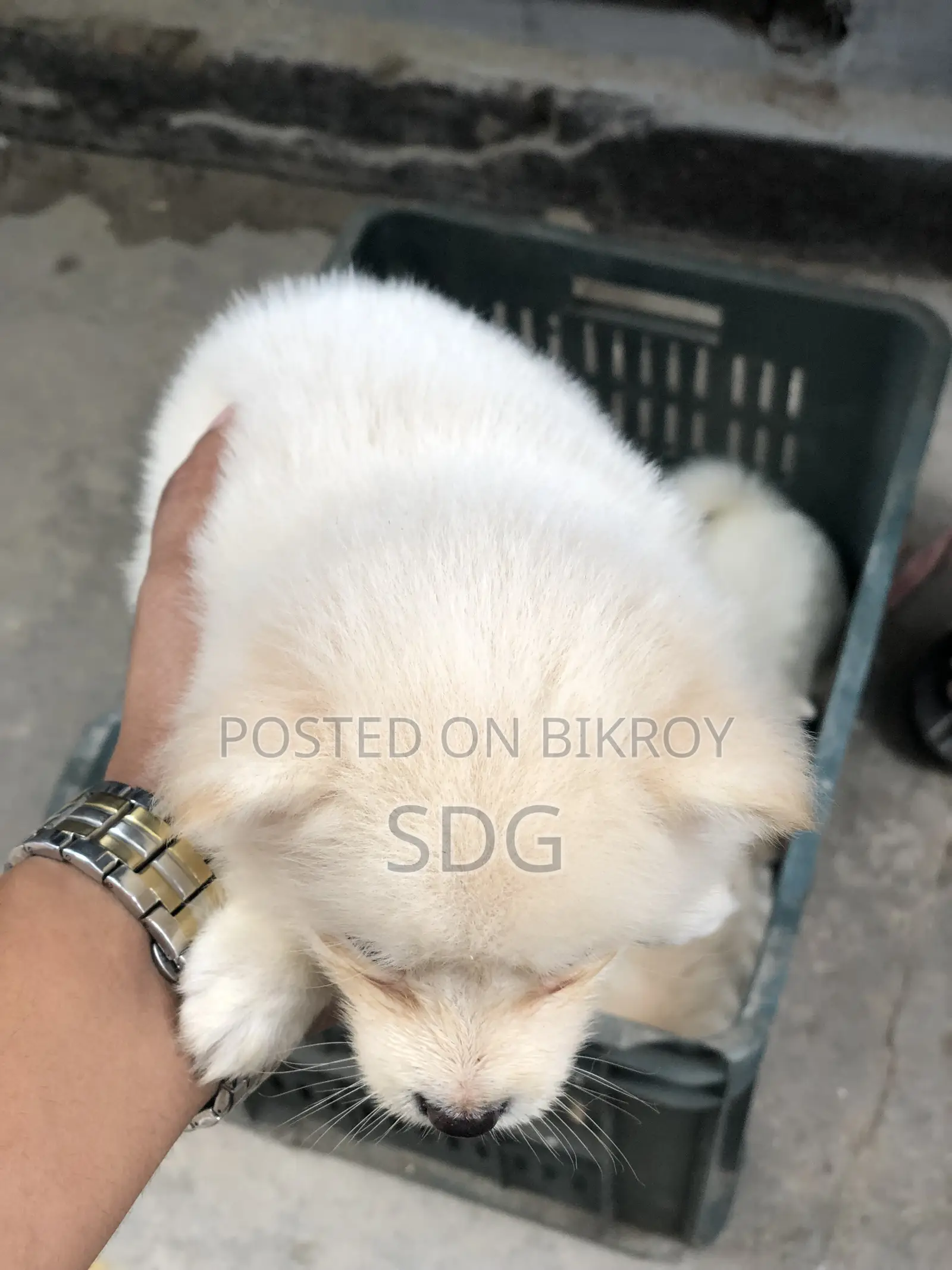 1-3 months Male Purebred Japanese Spitz
