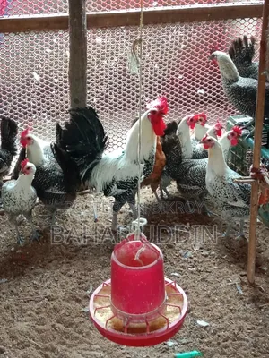 Original Egyptian Fayoumi 1-day-old chick.