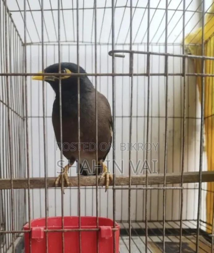 Talking Myna