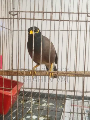 Talking Myna