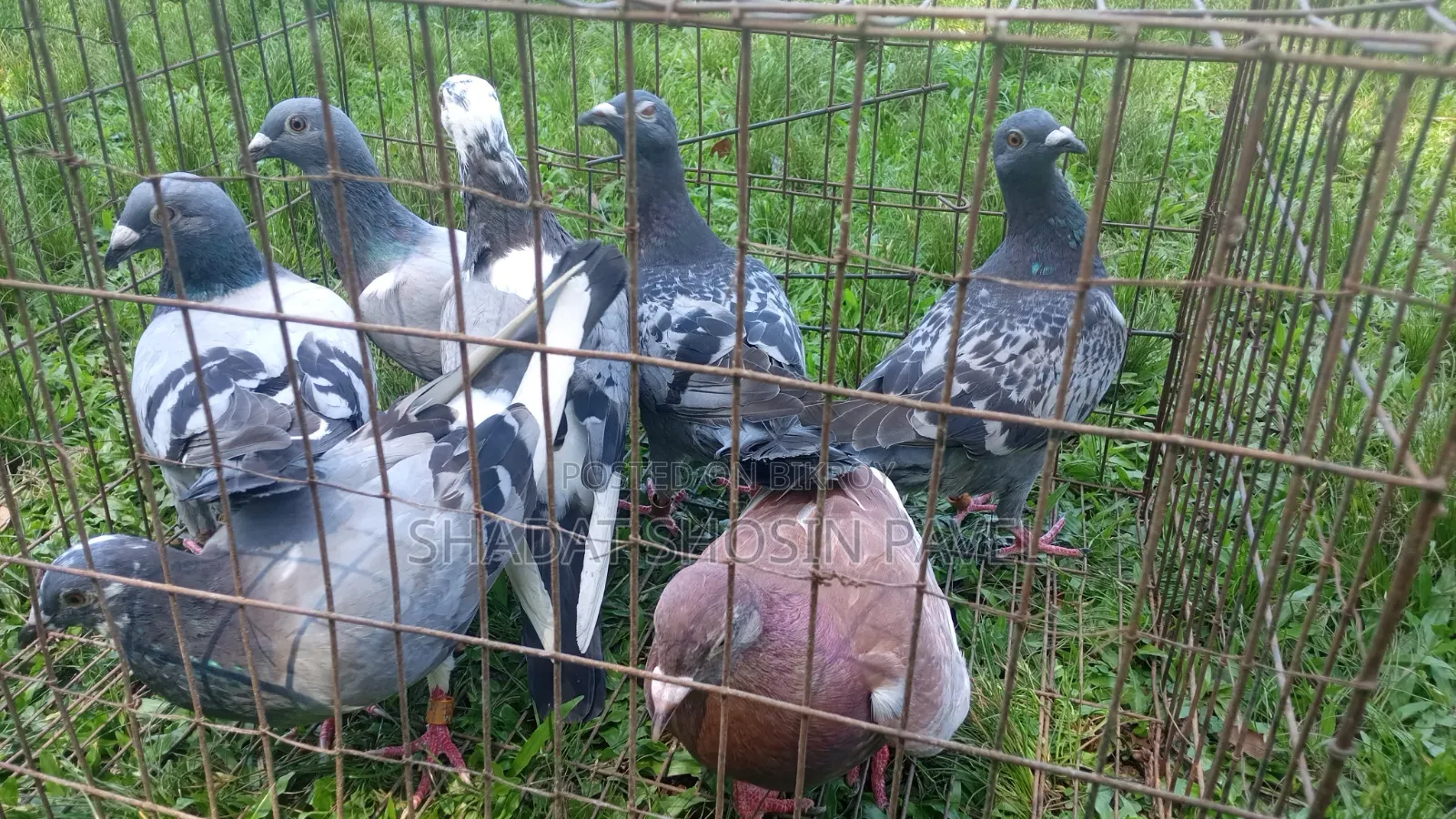 Racer pigeons will be sold