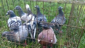 Racer pigeons will be sold