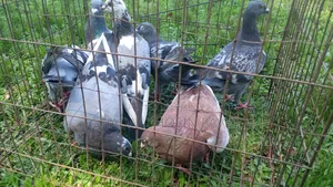 Racer pigeons will be sold