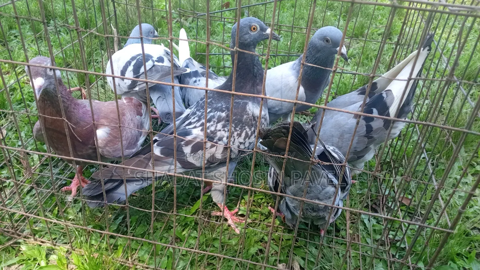 Racer pigeons will be sold