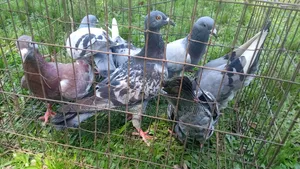 Racer pigeons will be sold