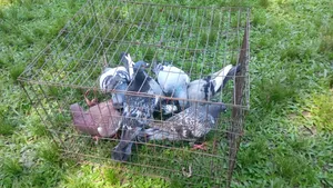 Racer pigeons will be sold