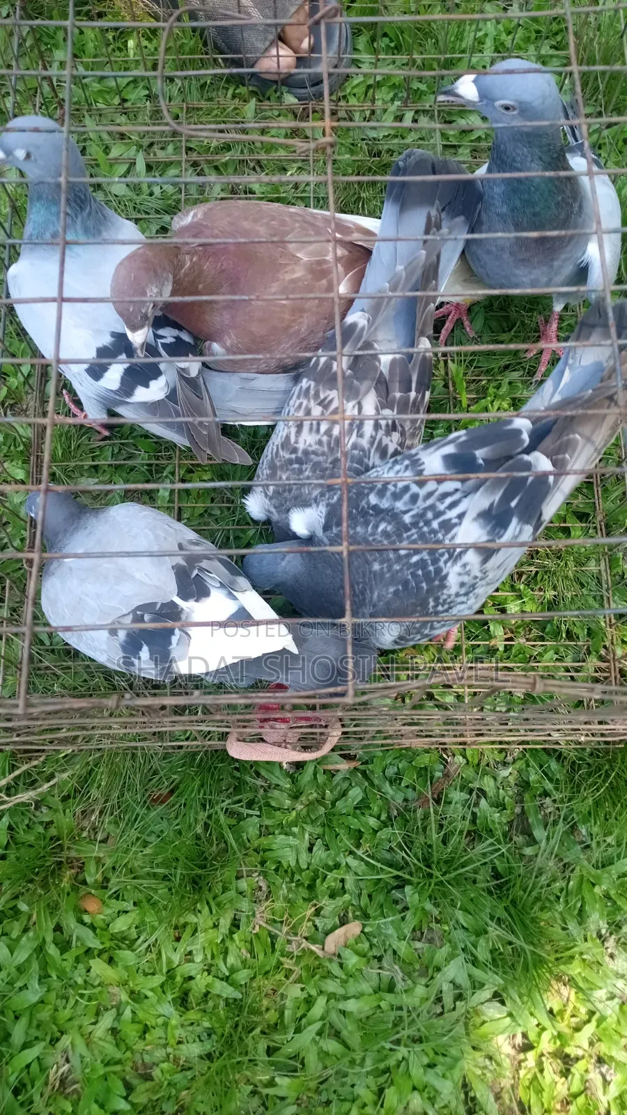 Racer pigeons will be sold