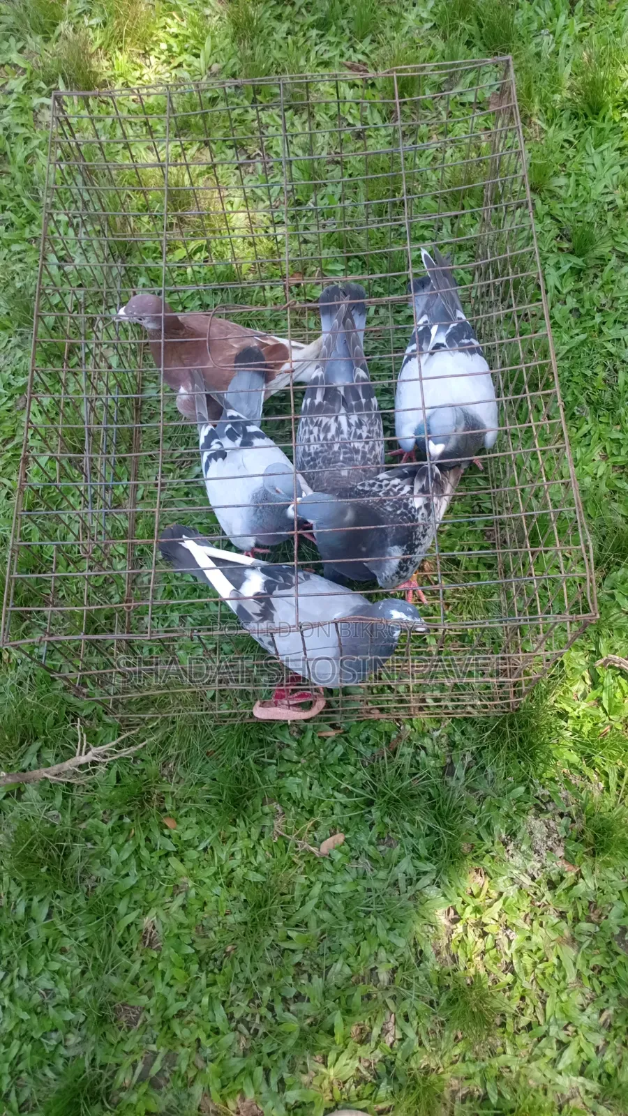 Racer pigeons will be sold