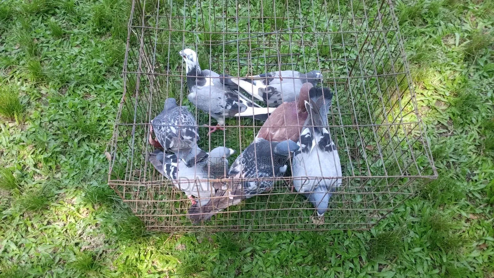 Racer pigeons will be sold