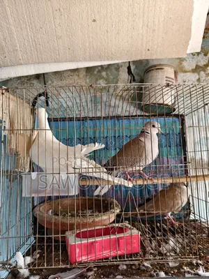 ঘুঘু পাখি ৫ পিস