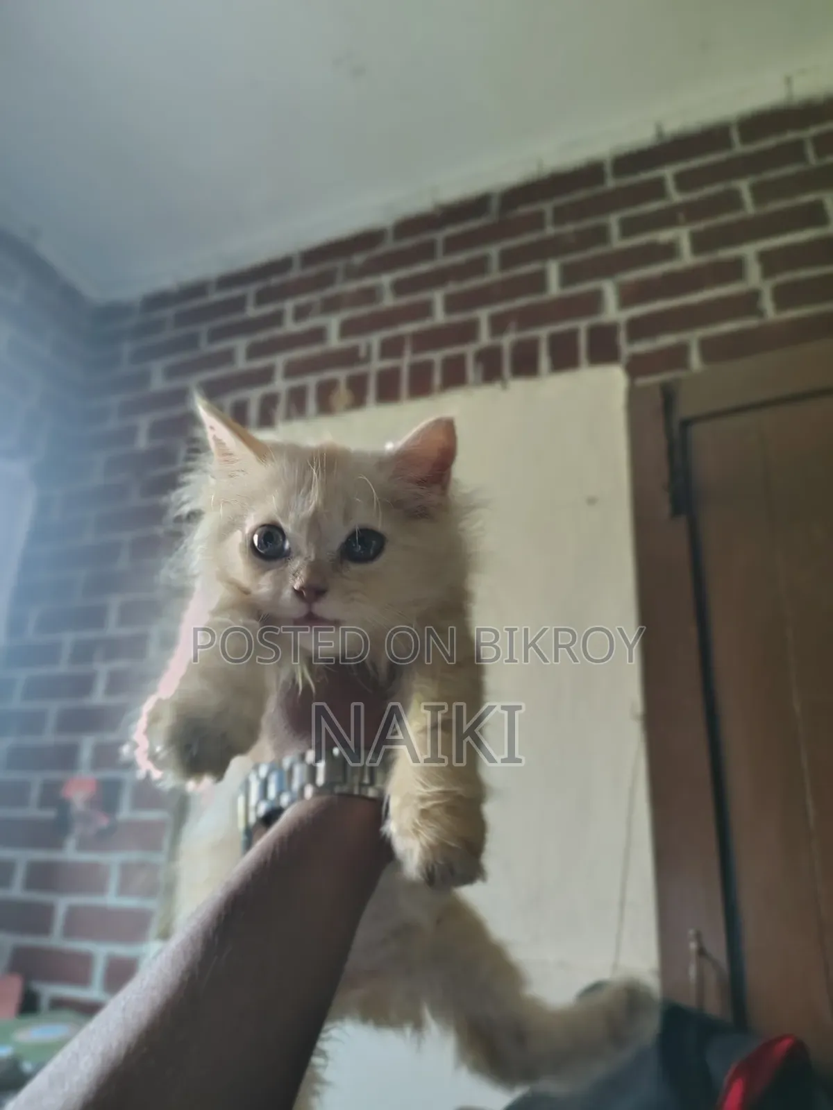 6-12 months Male Purebred Persian