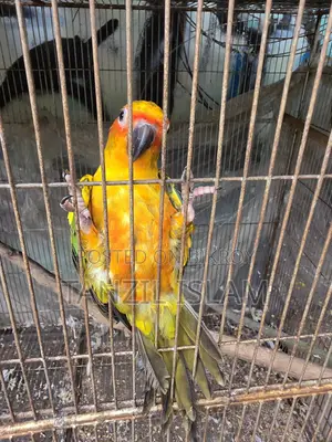 Sun Conure Baby