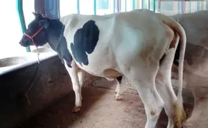 ১৬৪৬নং ভালো জাতের বকনা বিক্রি ।