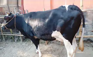 ১৬৪৭ নং উন্নত জাতের গাভী কিনুন ভালো হবে।