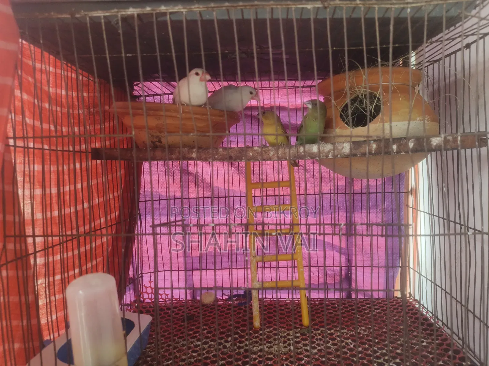 Java & Munia Bird