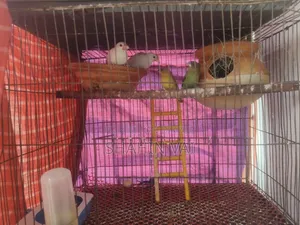 Java & Munia Bird